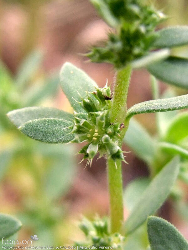 Paronychia echinulata echinulata - Flor (close-up) | Ana Júlia Pereira; CC BY-NC 4.0