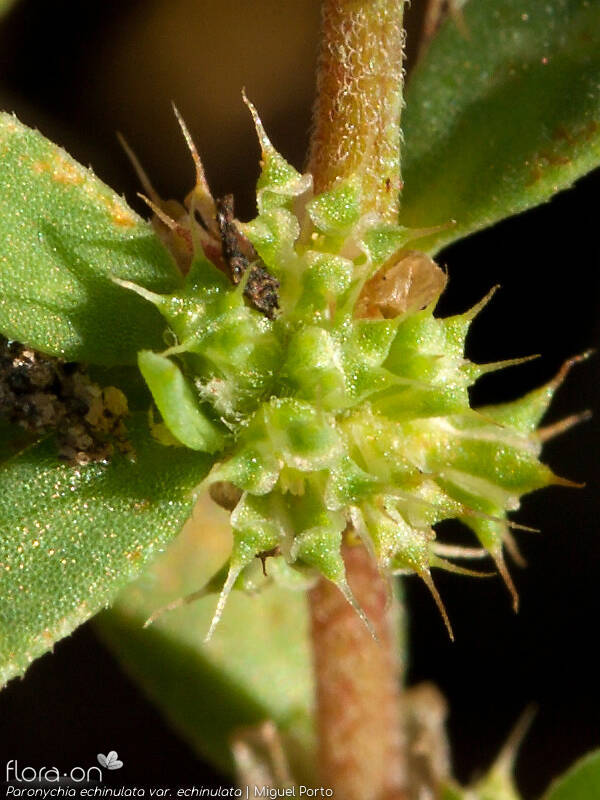 Paronychia echinulata echinulata - Flor (close-up) | Miguel Porto; CC BY-NC 4.0