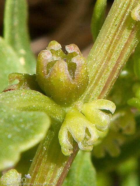 Patellifolia patellaris - Flor (close-up) | Miguel Porto; CC BY-NC 4.0