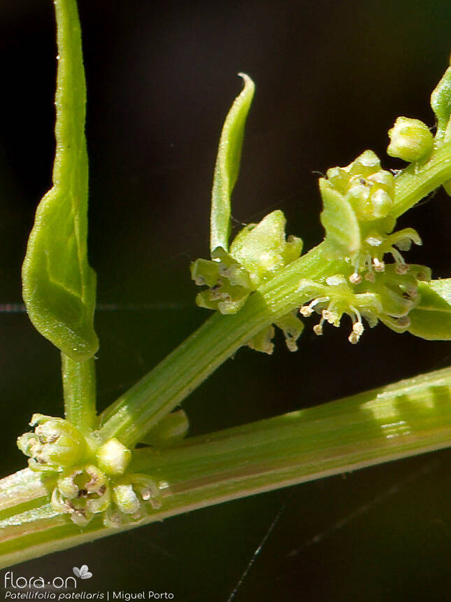 Patellifolia patellaris - Flor (close-up) | Miguel Porto; CC BY-NC 4.0
