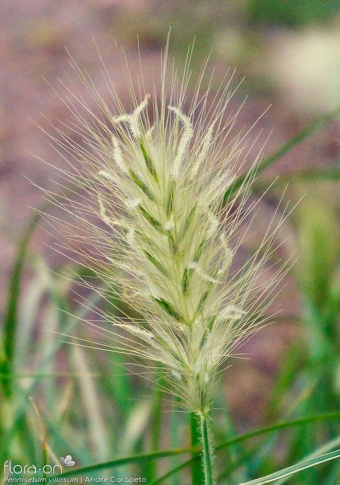 Pennisetum villosum