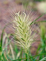 Pennisetum villosum