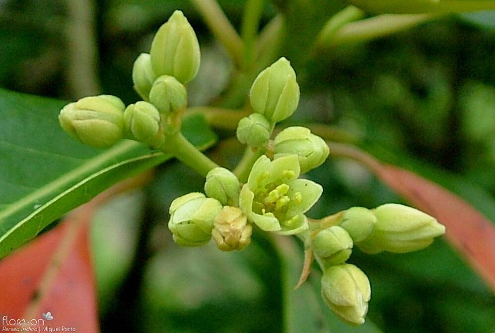 Persea indica - Flor (close-up) | Miguel Porto; CC BY-NC 4.0
