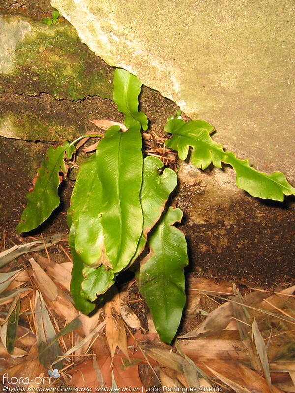 Phyllitis scolopendrium scolopendrium - Hábito | João Domingues Almeida; CC BY-NC 4.0