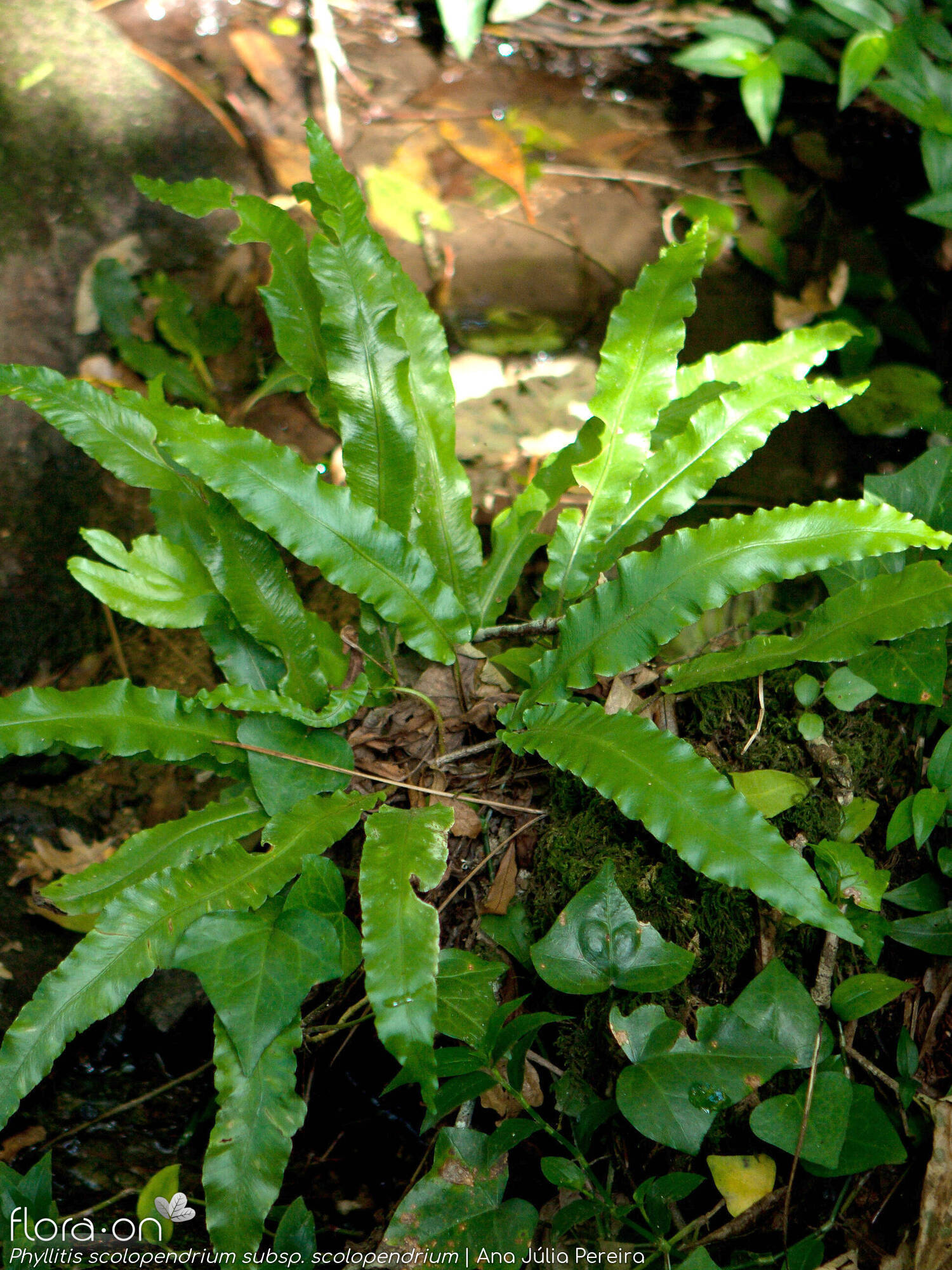 Phyllitis scolopendrium scolopendrium - Hábito | Ana Júlia Pereira; CC BY-NC 4.0