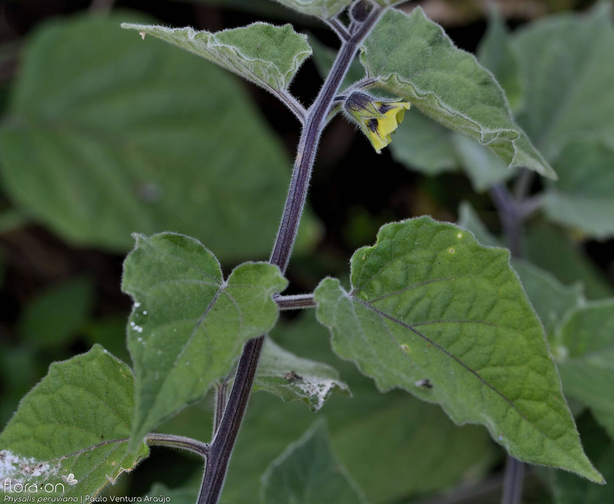 Physalis peruviana - Flor (geral) | Paulo Ventura Araújo; CC BY-NC 4.0