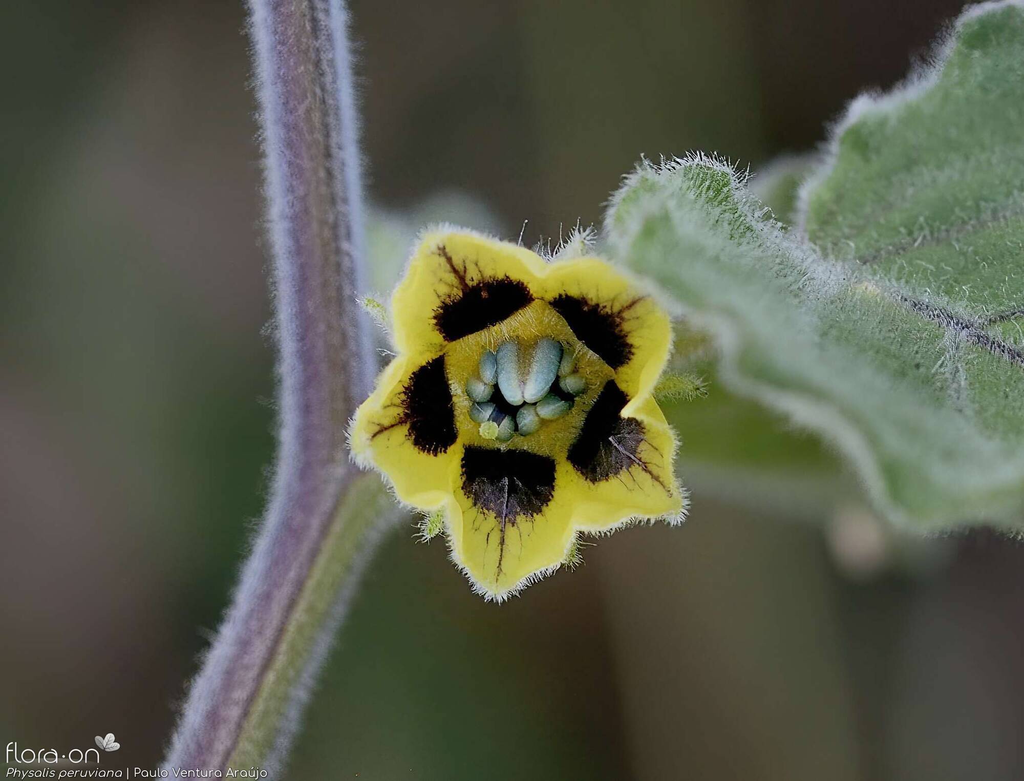 Physalis peruviana - Flor (close-up) | Paulo Ventura Araújo; CC BY-NC 4.0