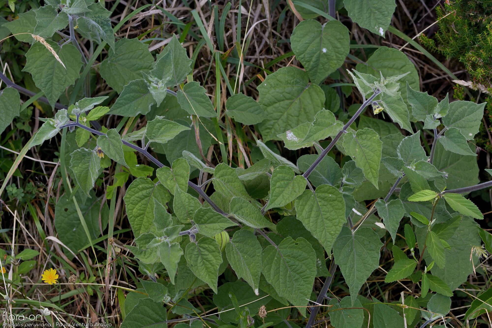 Physalis peruviana - Hábito | Paulo Ventura Araújo; CC BY-NC 4.0
