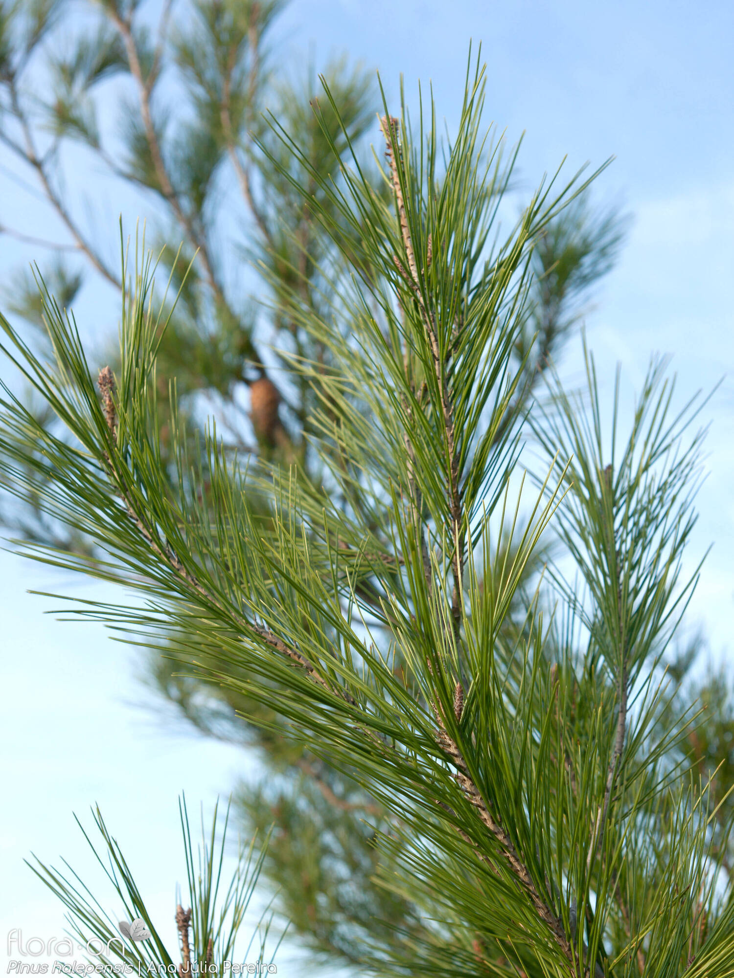Pinus halepensis - Ramo | Ana Júlia Pereira; CC BY-NC 4.0