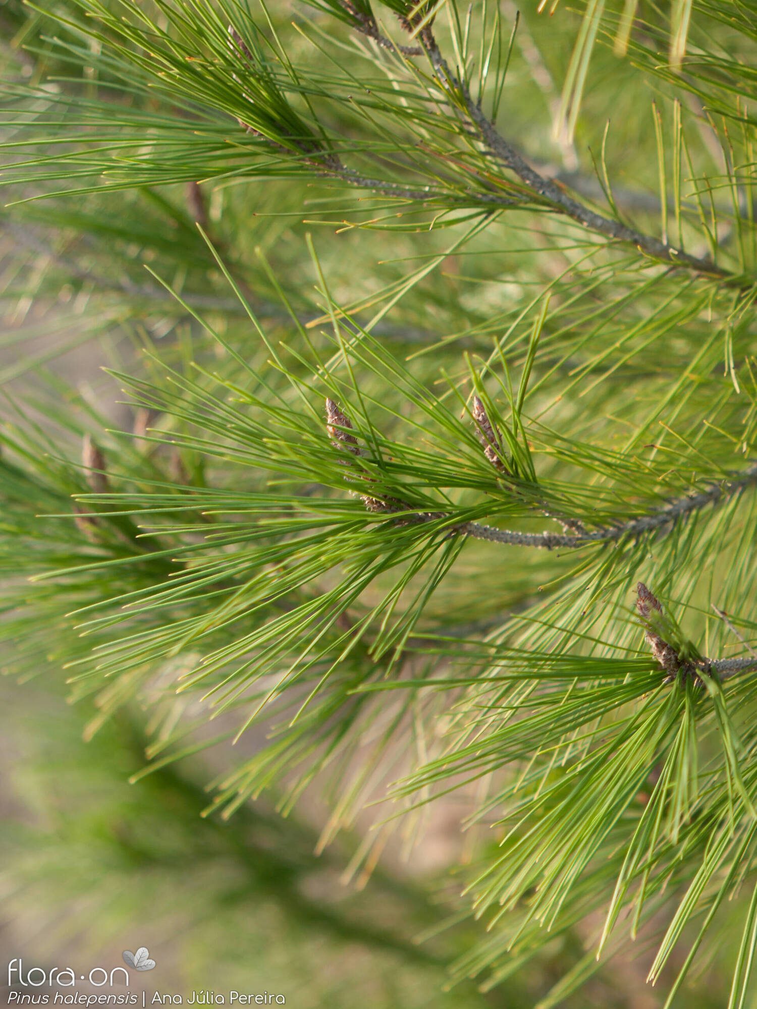 Pinus halepensis - Folha (geral) | Ana Júlia Pereira; CC BY-NC 4.0