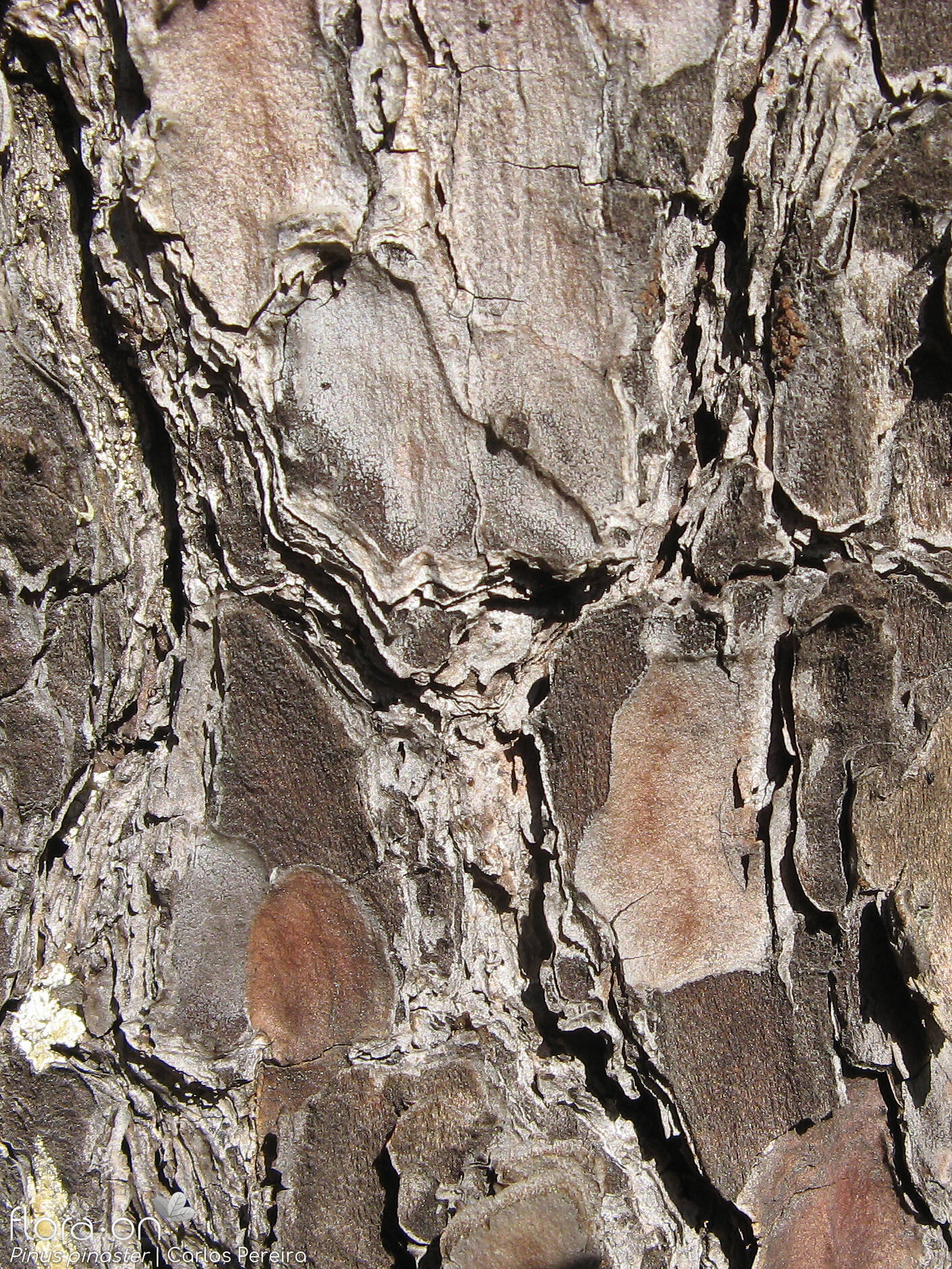 Pinus pinaster - Caule | Carlos Pereira; CC BY-NC 4.0