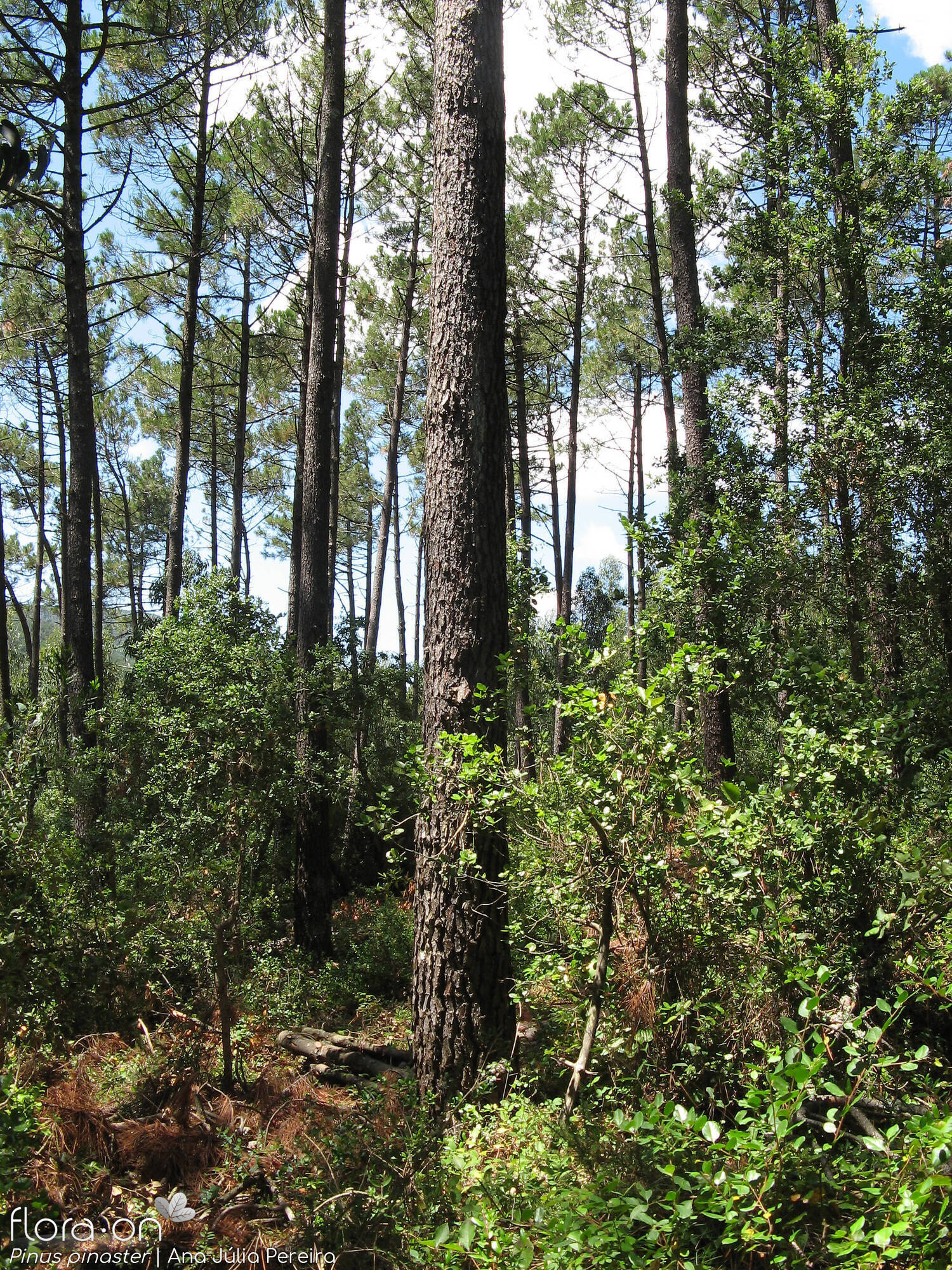 Pinus pinaster - Habitat | Ana Júlia Pereira; CC BY-NC 4.0