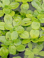 Plantaginaceae