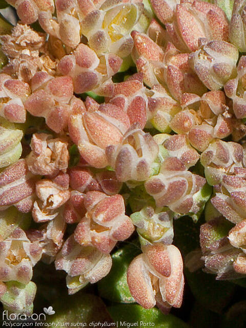 Polycarpon tetraphyllum - Flor (close-up) | Miguel Porto; CC BY-NC 4.0