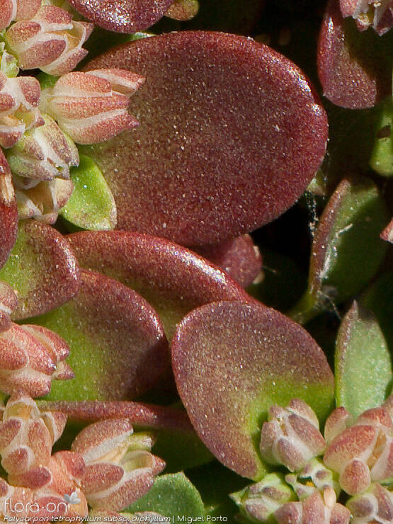 Polycarpon tetraphyllum - Folha | Miguel Porto; CC BY-NC 4.0