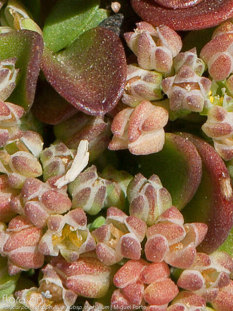 Polycarpon tetraphyllum - Flor (close-up) | Miguel Porto; CC BY-NC 4.0