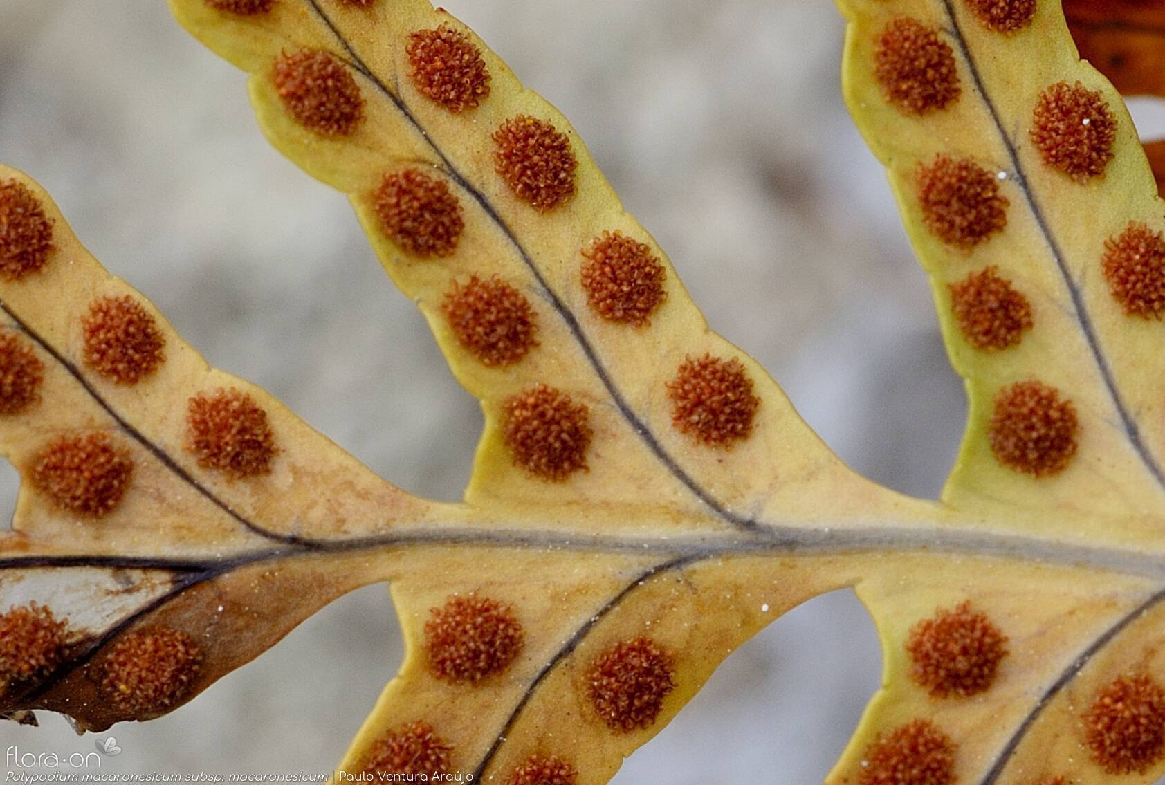 Polypodium macaronesicum macaronesicum - Estruturas reprodutoras | Paulo Ventura Araújo; CC BY-NC 4.0