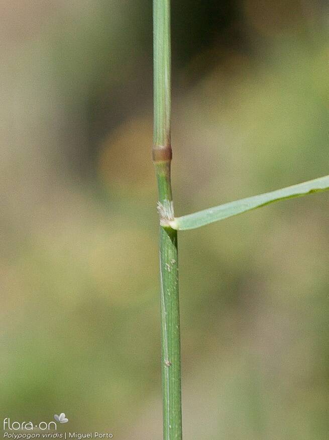 Polypogon viridis - Caule | Miguel Porto; CC BY-NC 4.0