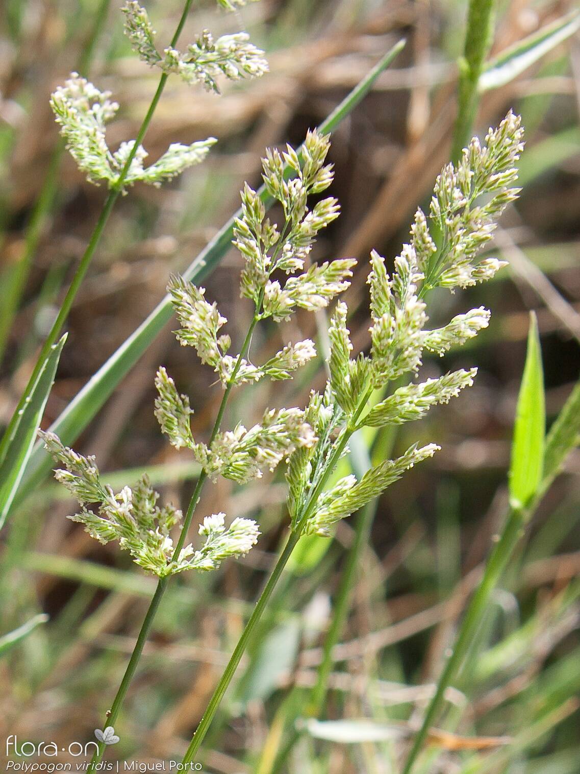 Polypogon viridis - Flor (geral) | Miguel Porto; CC BY-NC 4.0