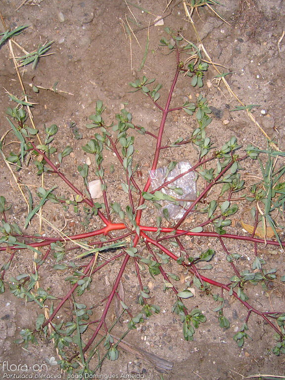 Portulaca oleracea - Hábito | João Domingues Almeida; CC BY-NC 4.0