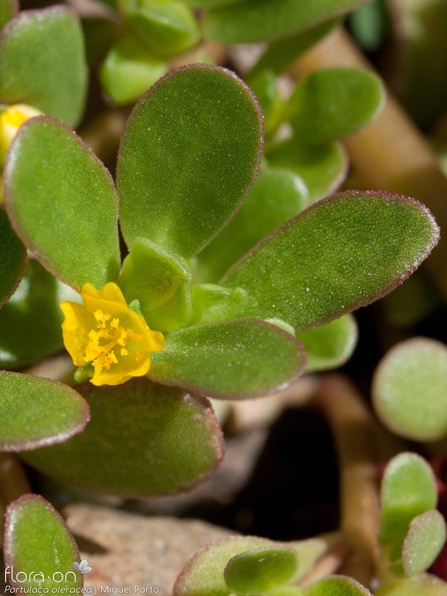 Portulaca oleracea - Flor (geral) | Miguel Porto; CC BY-NC 4.0