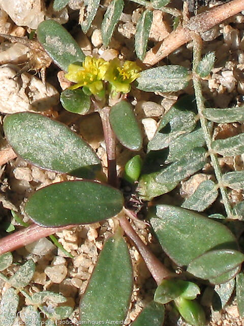 Portulaca oleracea - Flor (geral) | João Domingues Almeida; CC BY-NC 4.0