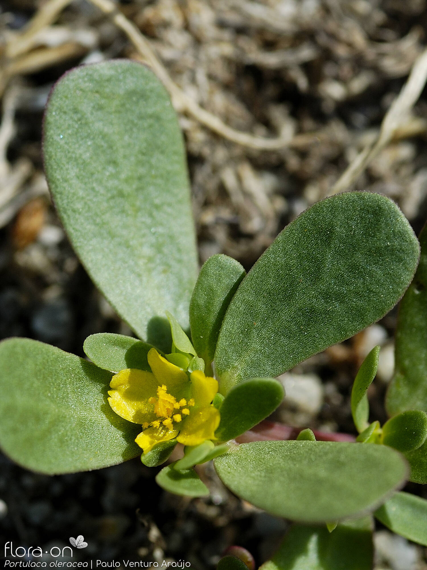 Portulaca oleracea - Folha | Paulo Ventura Araújo; CC BY-NC 4.0