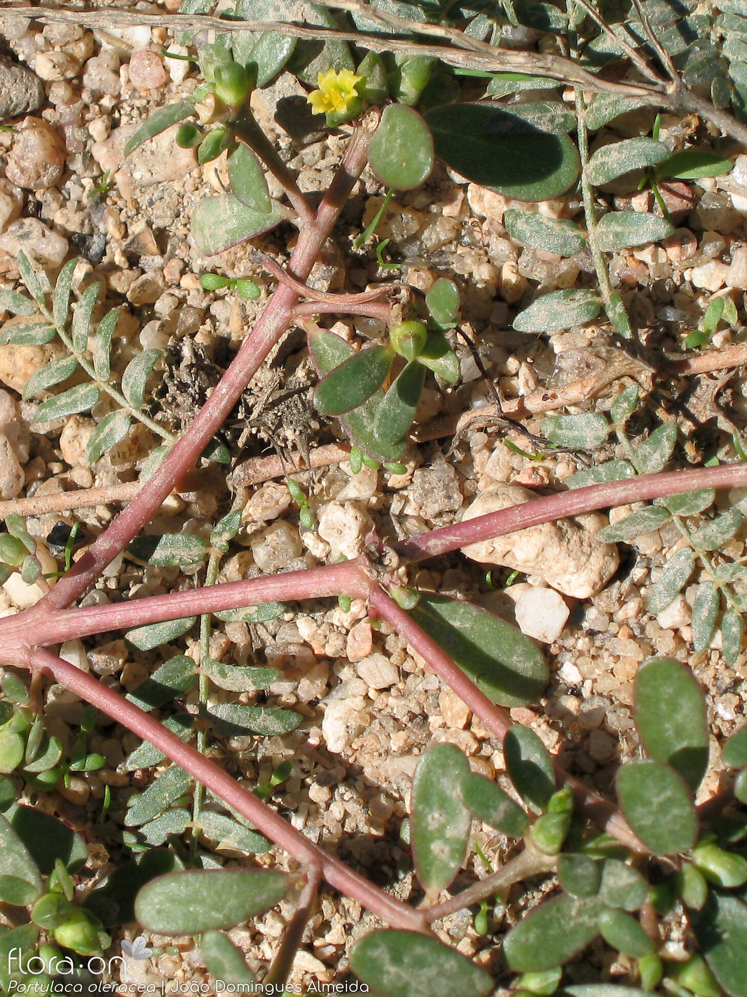 Portulaca oleracea - Caule | João Domingues Almeida; CC BY-NC 4.0