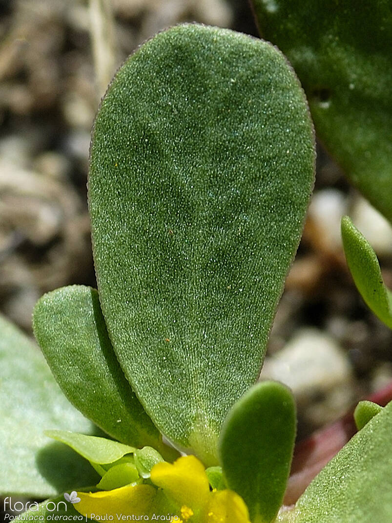 Portulaca oleracea - Folha | Paulo Ventura Araújo; CC BY-NC 4.0