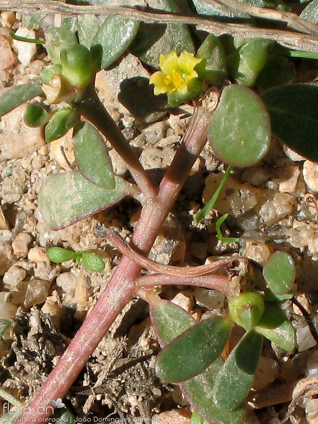 Portulaca oleracea - Flor (geral) | João Domingues Almeida; CC BY-NC 4.0