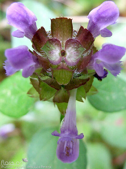 Prunella vulgaris - Flor (close-up) | Ana Júlia Pereira; CC BY-NC 4.0