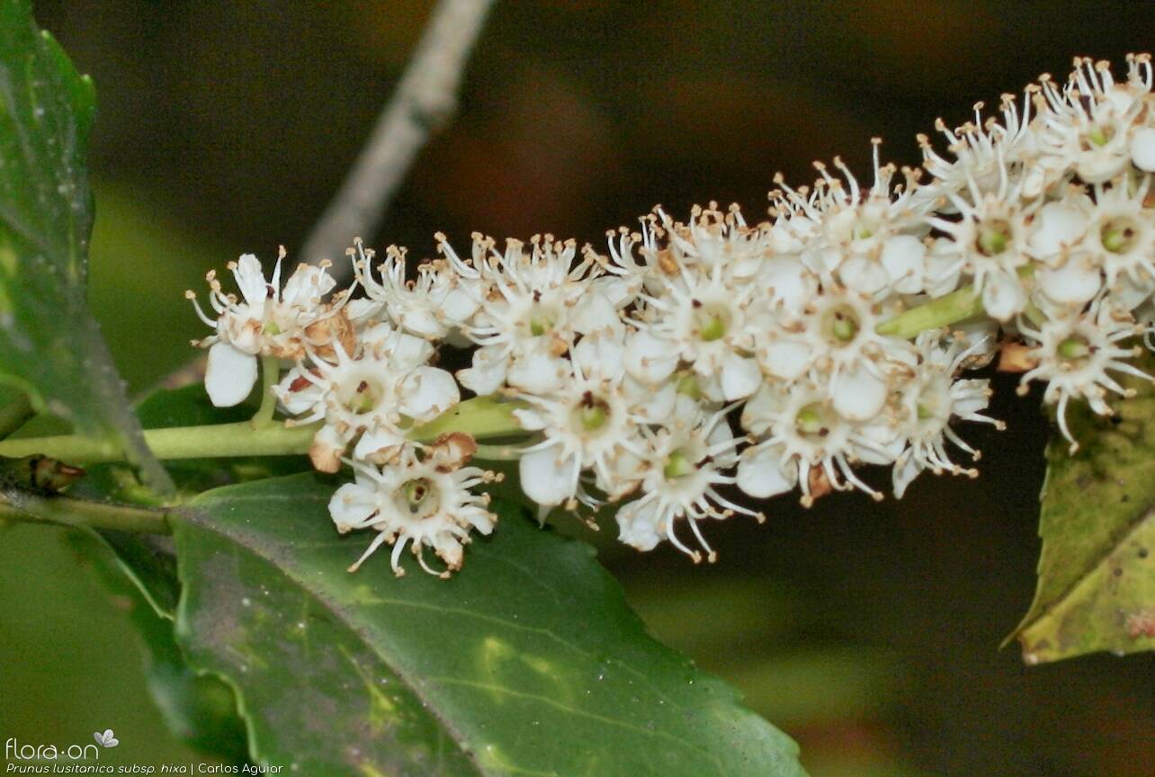 Prunus lusitanica hixa - Flor (close-up) | Carlos Aguiar; CC BY-NC 4.0