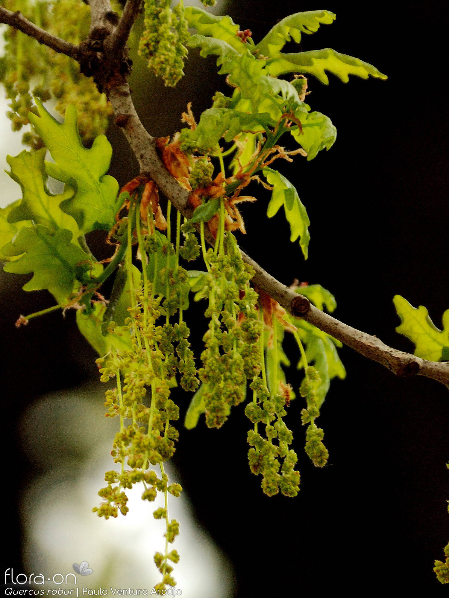 Quercus robur - Flor (close-up) | Paulo Ventura Araújo; CC BY-NC 4.0