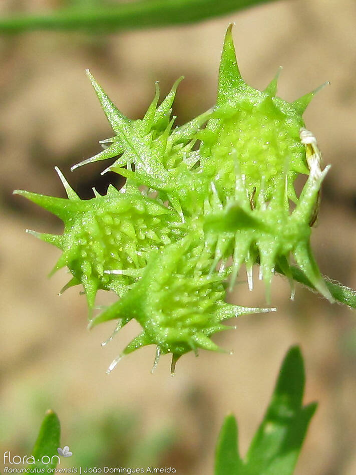 Ranunculus arvensis - Fruto | João Domingues Almeida; CC BY-NC 4.0