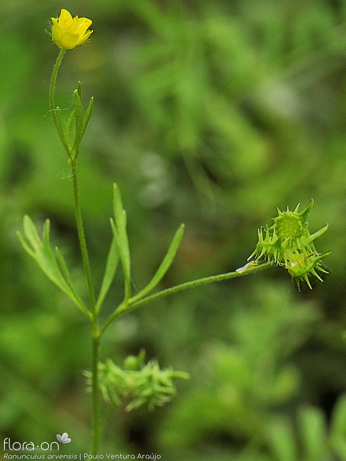 Ranunculus arvensis - Flor (geral) | Paulo Ventura Araújo; CC BY-NC 4.0