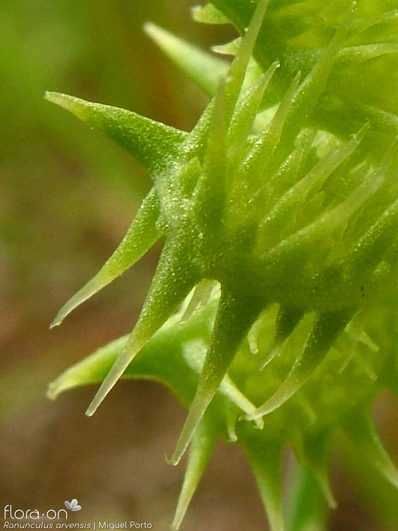 Ranunculus arvensis - Fruto | Miguel Porto; CC BY-NC 4.0