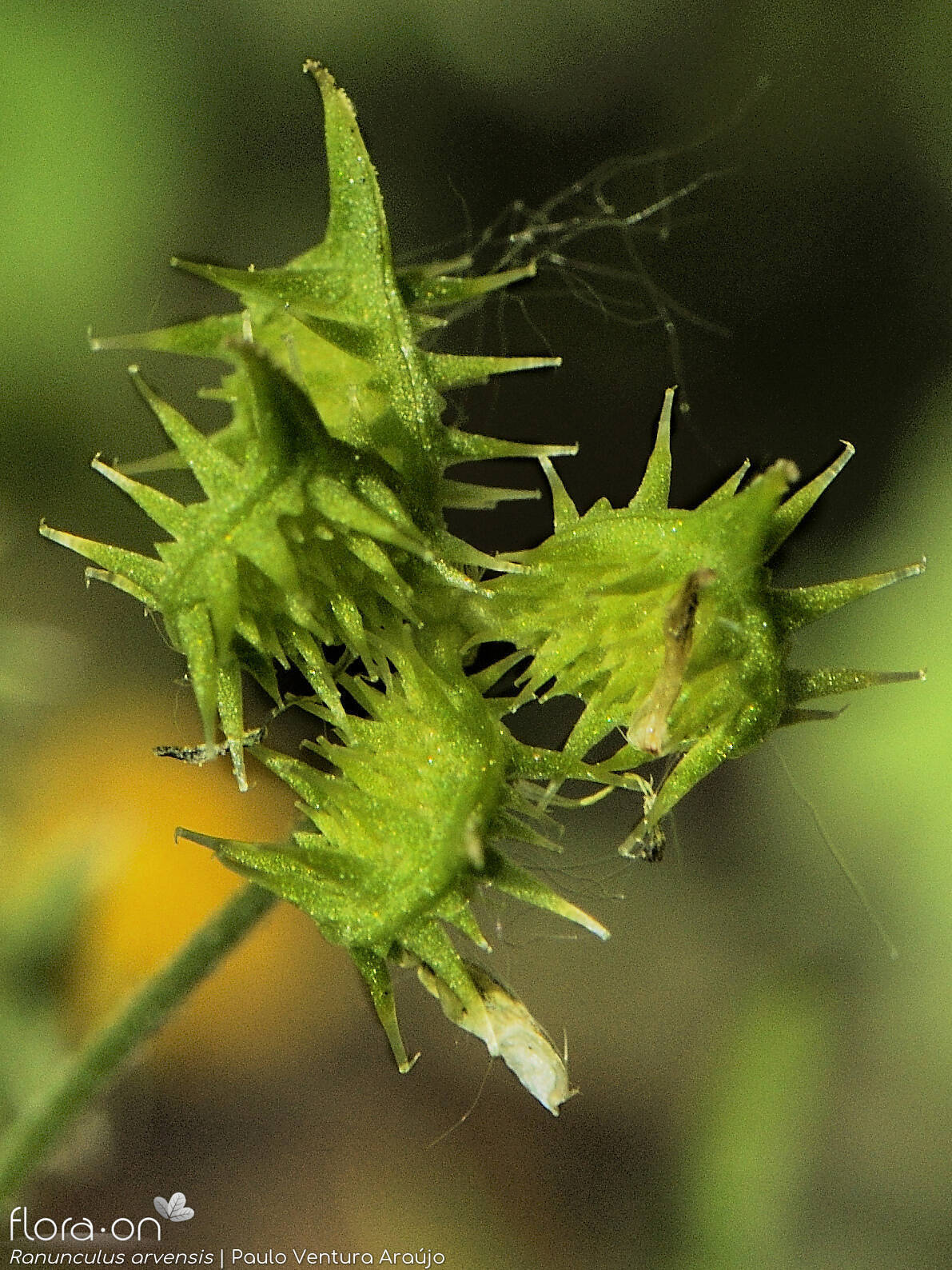 Ranunculus arvensis - Fruto | Paulo Ventura Araújo; CC BY-NC 4.0