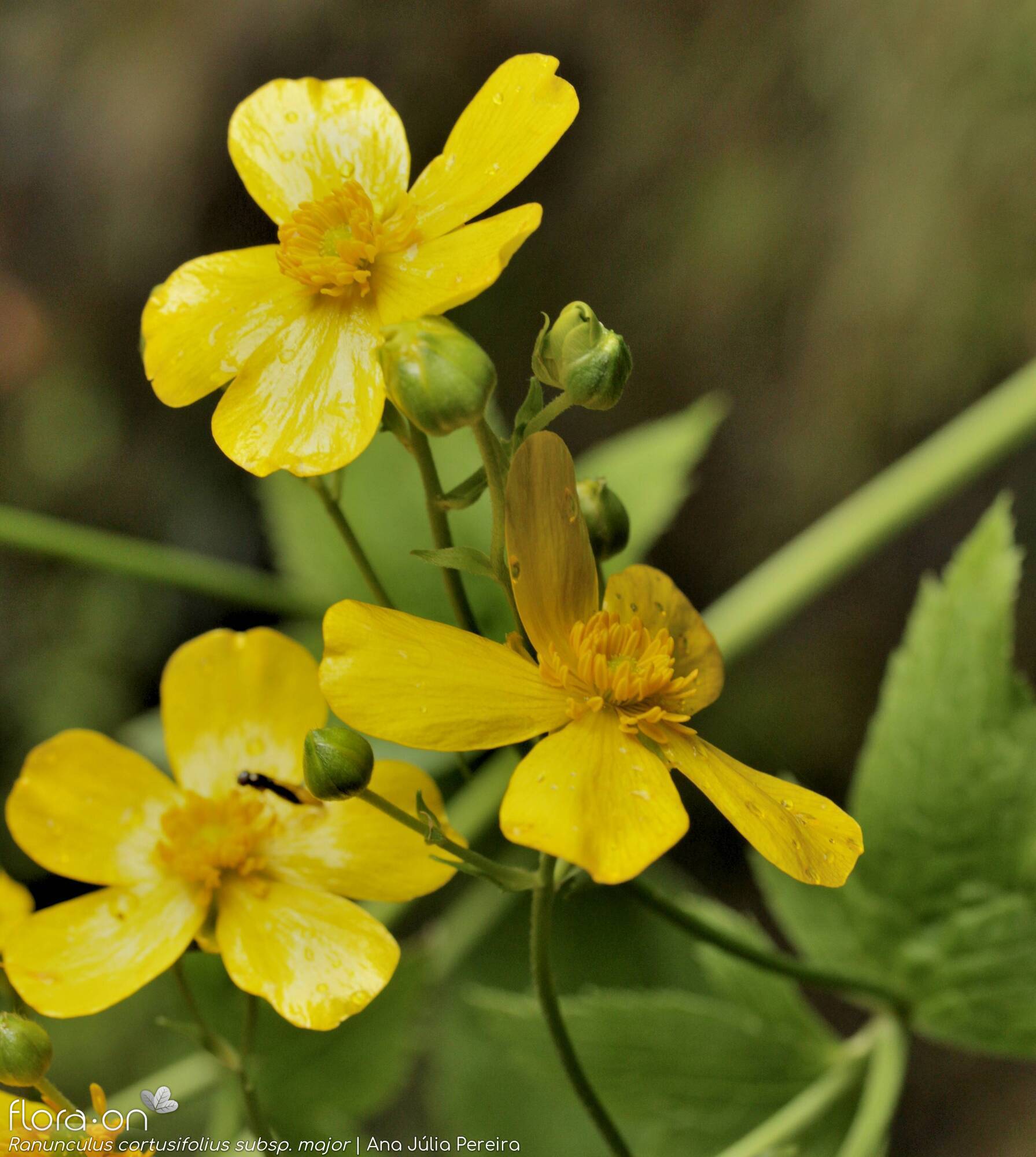 Ranunculus cortusifolius major - Flor (geral) | Ana Júlia Pereira; CC BY-NC 4.0