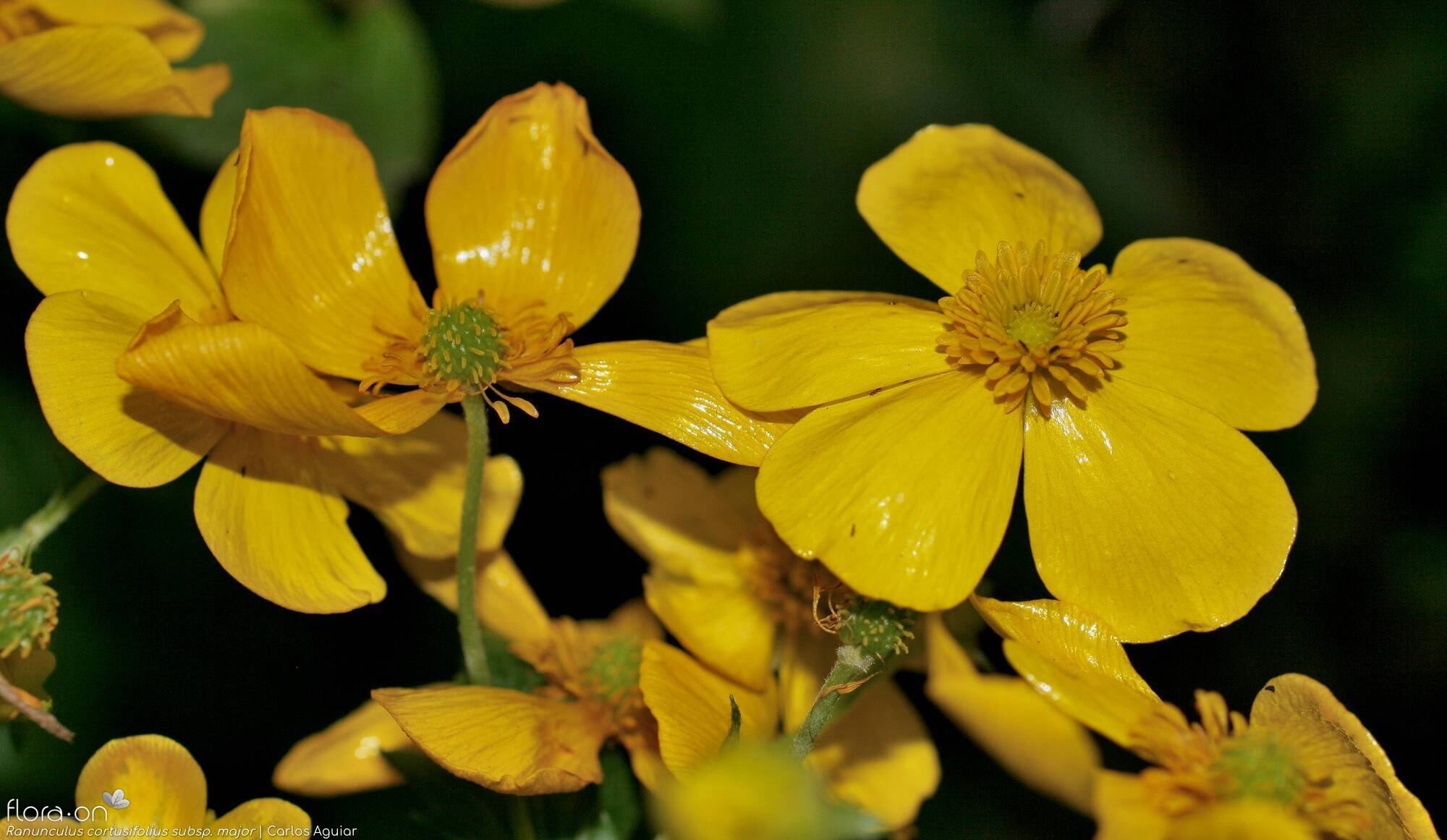 Ranunculus cortusifolius major - Flor (geral) | Carlos Aguiar; CC BY-NC 4.0