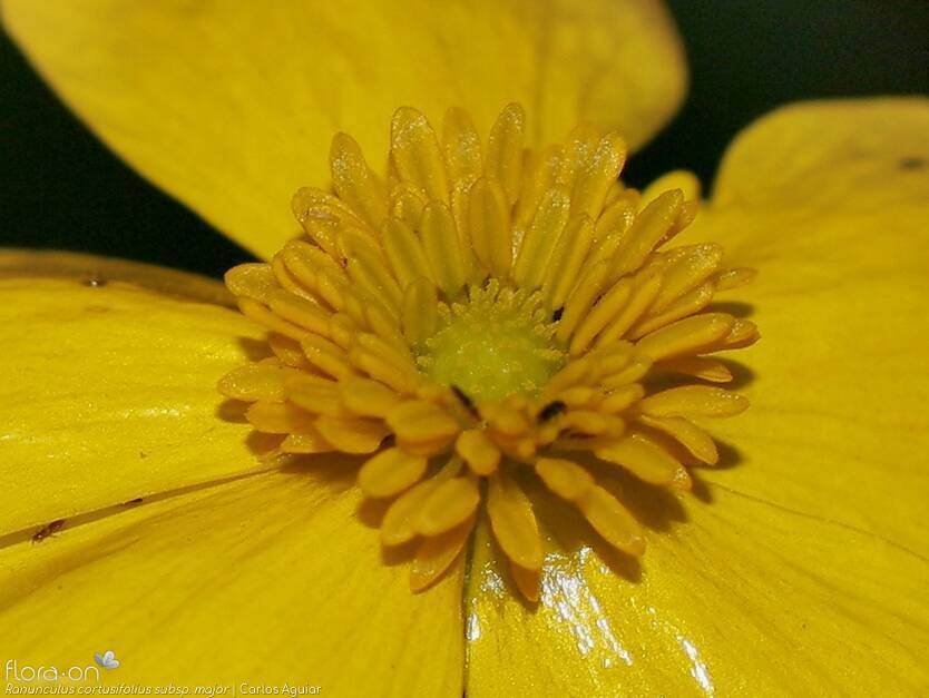 Ranunculus cortusifolius major - Flor (close-up) | Carlos Aguiar; CC BY-NC 4.0
