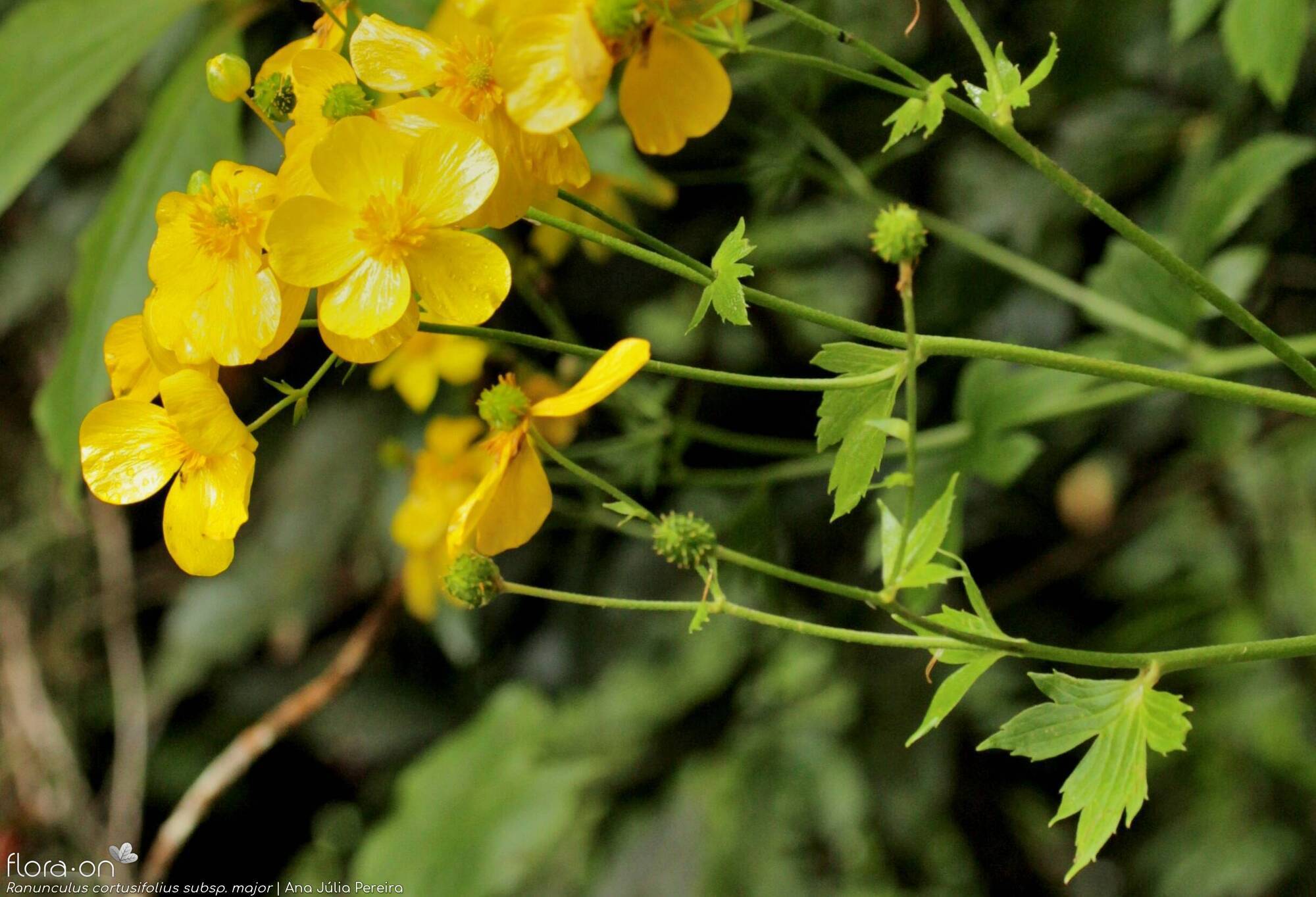 Ranunculus cortusifolius major - Flor (geral) | Ana Júlia Pereira; CC BY-NC 4.0