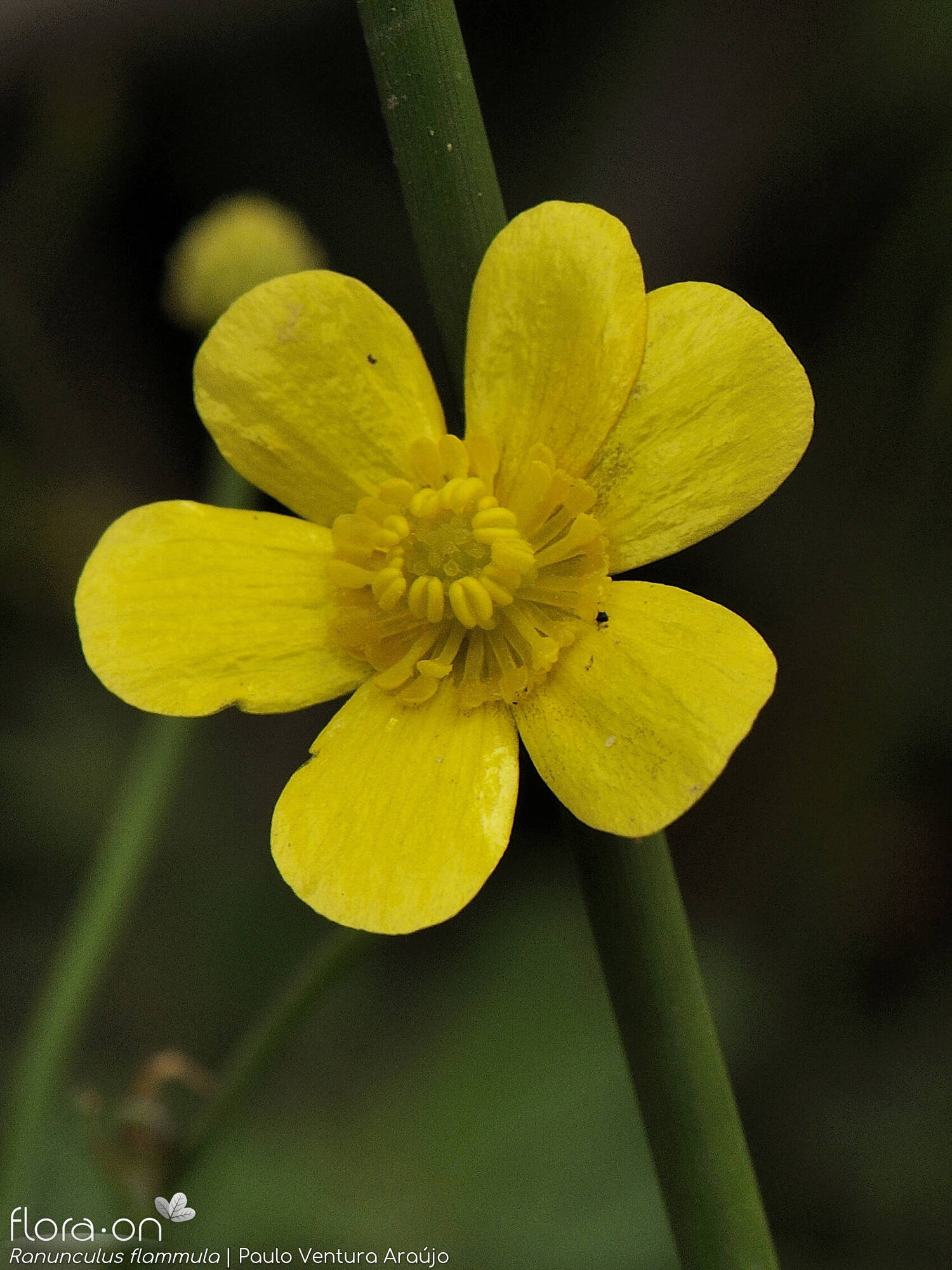 Ranunculus flammula - Flor (close-up) | Paulo Ventura Araújo; CC BY-NC 4.0