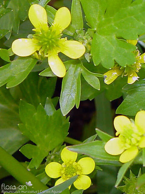 Ranunculus muricatus - Flor (close-up) | Carlos Aguiar; CC BY-NC 4.0