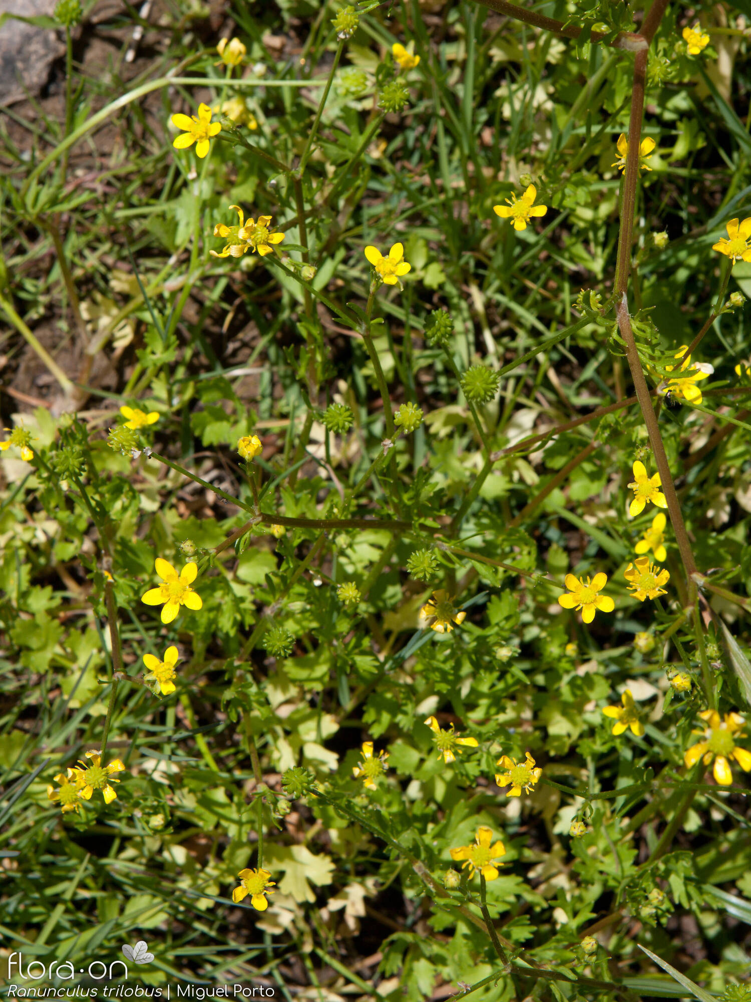 Ranunculus trilobus - Hábito | Miguel Porto; CC BY-NC 4.0
