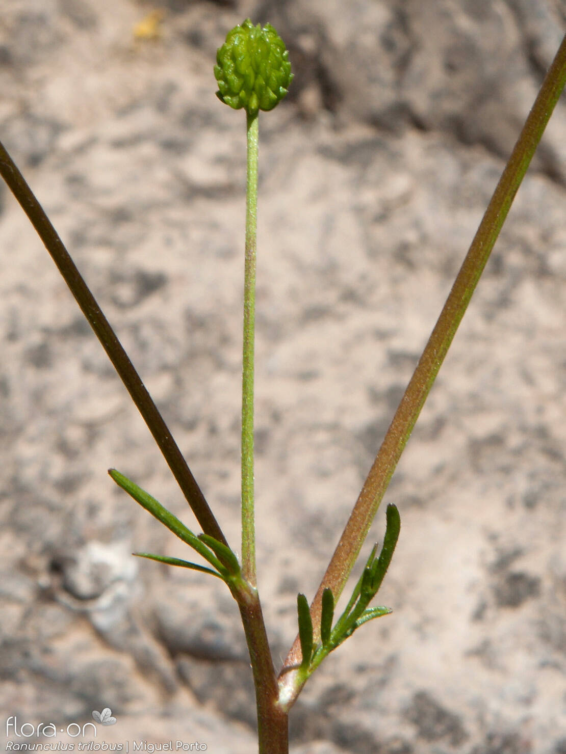 Ranunculus trilobus - Fruto | Miguel Porto; CC BY-NC 4.0