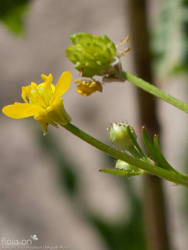 Ranunculus trilobus - Flor (close-up) | Miguel Porto; CC BY-NC 4.0