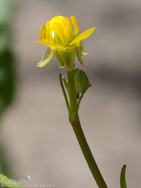 Ranunculus trilobus - Cálice | Miguel Porto; CC BY-NC 4.0