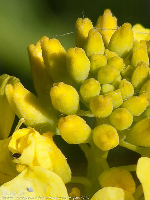 Rapistrum rugosum - Flor (close-up) | Miguel Porto; CC BY-NC 4.0