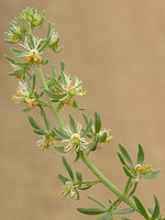Resedaceae