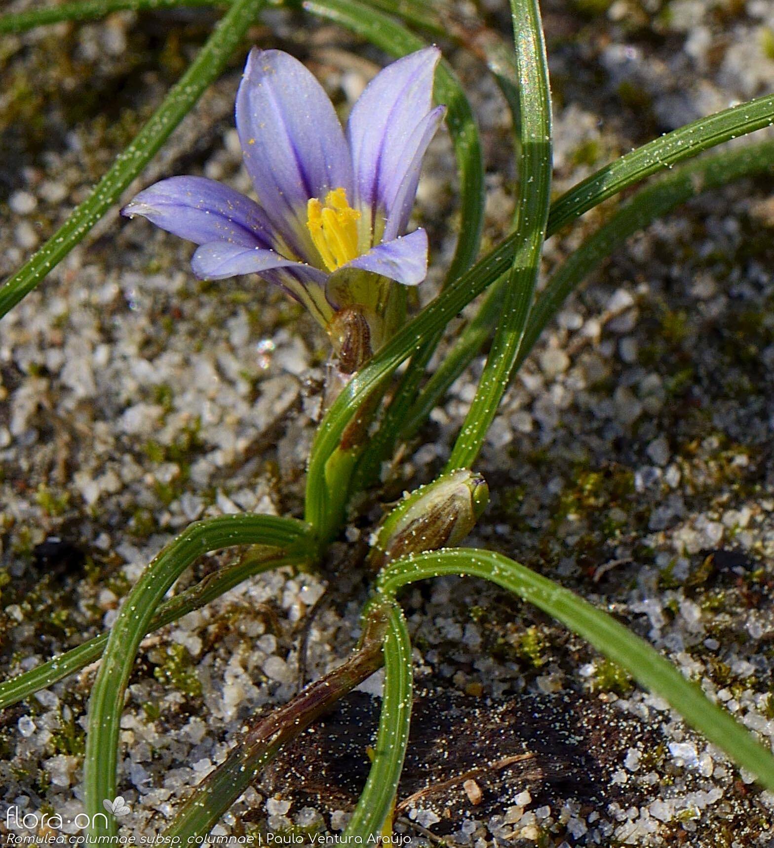 Romulea columnae